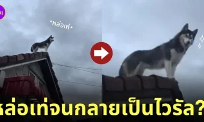 คลิปหมาไซบีเรียนยืนชมวิวบนหลังคาบ้านด้วยมาดสุดเท่ Tiktok