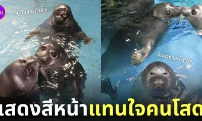 ภาพคู่รักแมวน้ำที่กำลังจุ๊บกัน แต่ดันมีอุ๋งโสดติดอยู่ในเฟรม Toba Aquarium