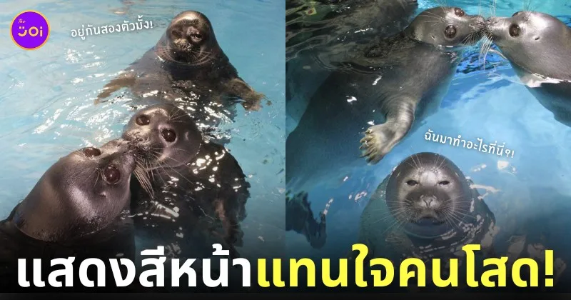 ภาพคู่รักแมวน้ำที่กำลังจุ๊บกัน แต่ดันมีอุ๋งโสดติดอยู่ในเฟรม Toba Aquarium