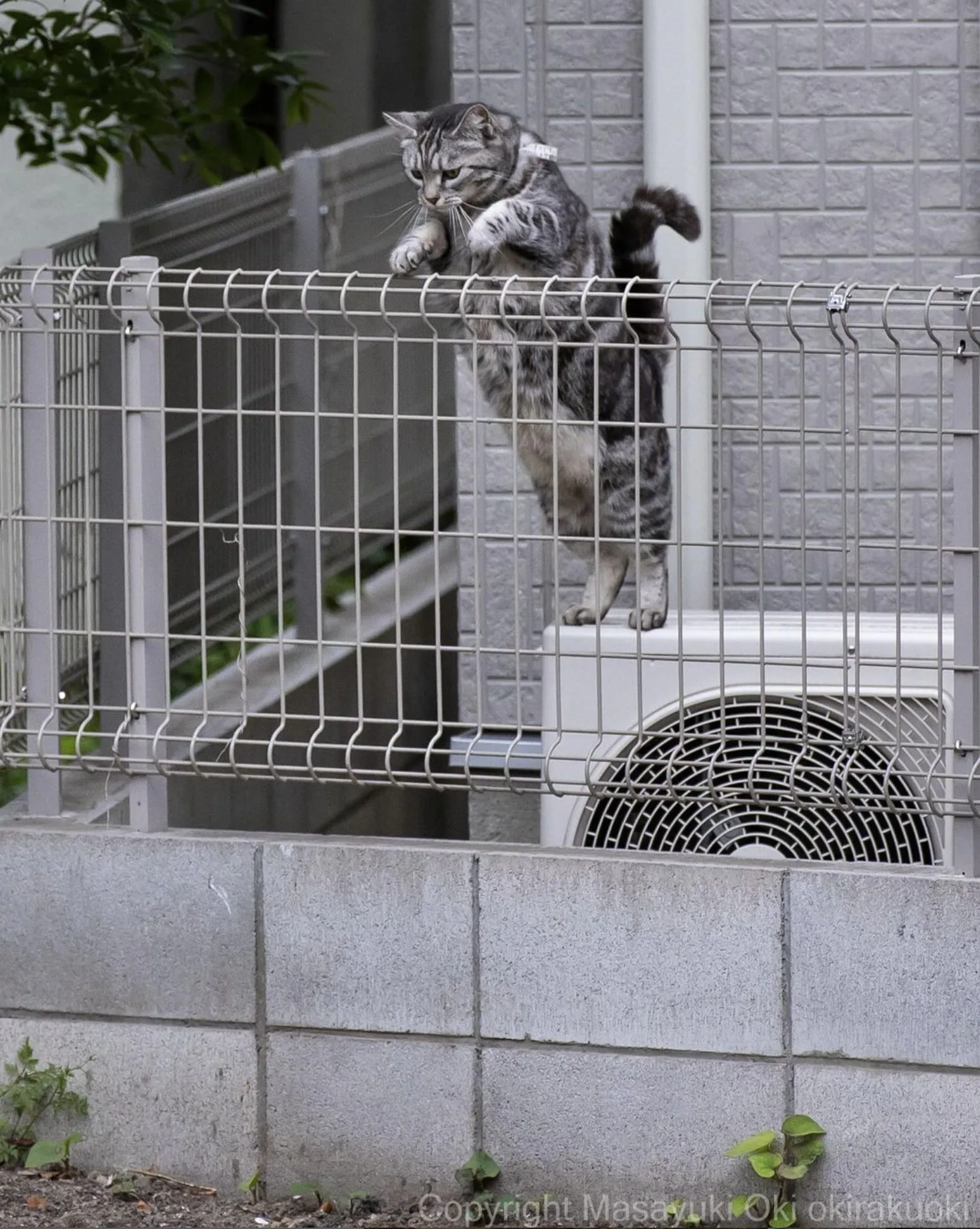 ภาพแมวจรจัด ช่างภาพชาวญี่ปุ่น Masayuki Oki