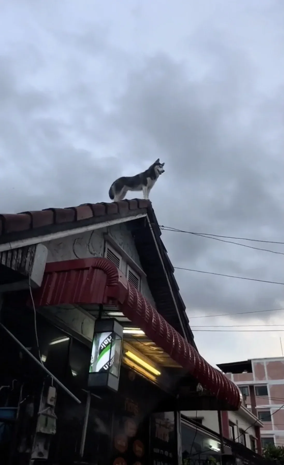 คลิปหมาไซบีเรียนยืนชมวิวบนหลังคาบ้านด้วยมาดสุดเท่ Tiktok