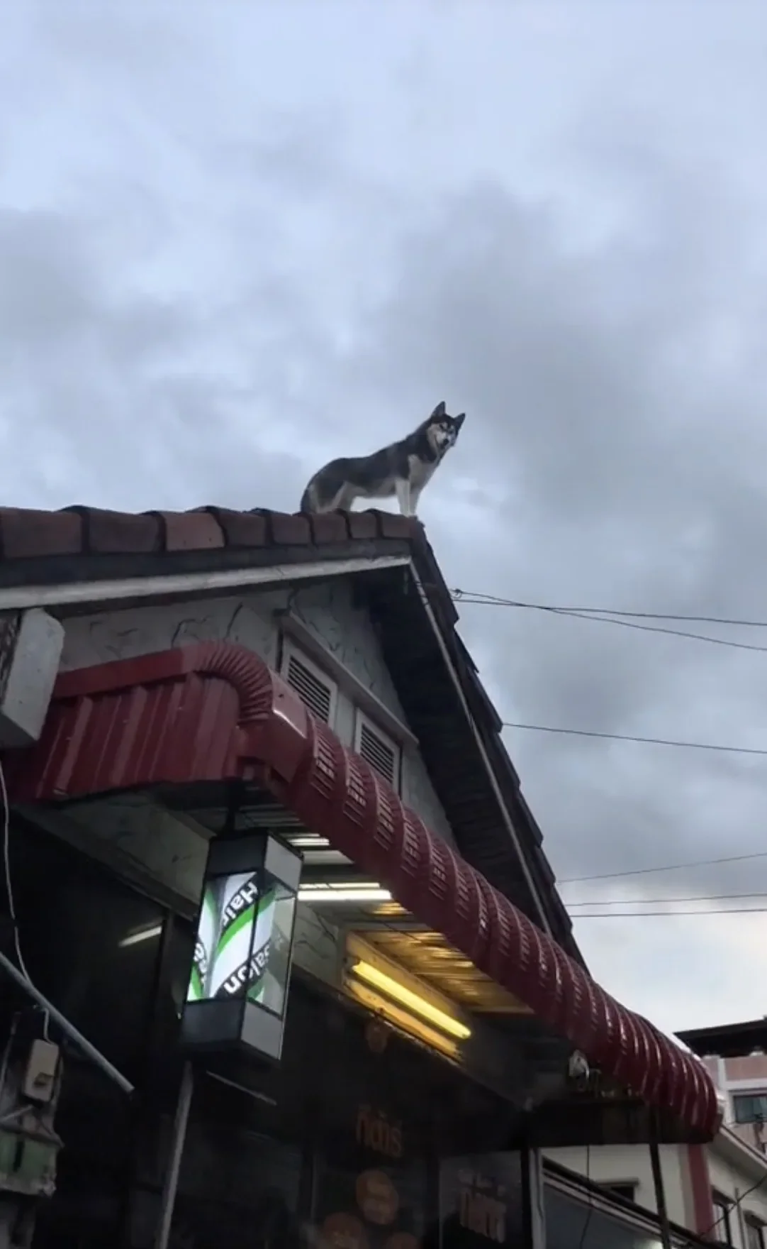 คลิปหมาไซบีเรียนยืนชมวิวบนหลังคาบ้านด้วยมาดสุดเท่ Tiktok