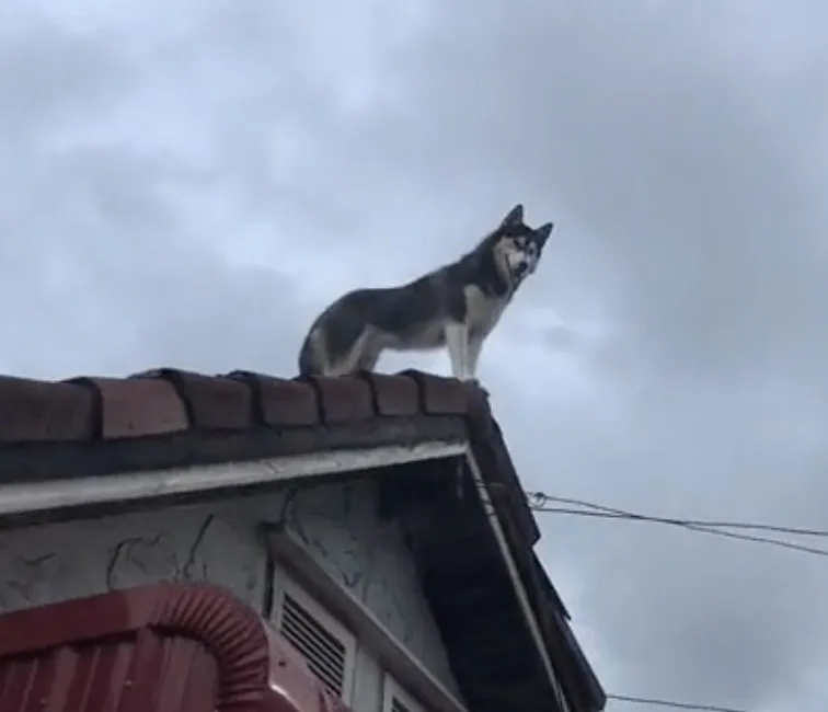 คลิปหมาไซบีเรียนยืนชมวิวบนหลังคาบ้านด้วยมาดสุดเท่ Tiktok