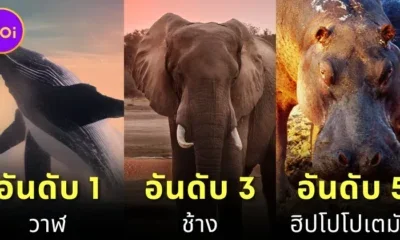 เผย 10 อันดับสัตว์ที่หนักมากที่สุดในโลกประจำปี 2024 โดย &Quot;A-Z Animals&Quot;