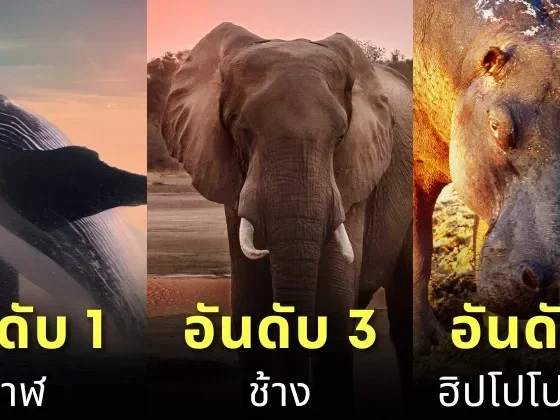 เผย 10 อันดับสัตว์ที่หนักมากที่สุดในโลกประจำปี 2024 โดย &Quot;A-Z Animals&Quot;