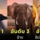 เผย 10 อันดับสัตว์ที่หนักมากที่สุดในโลกประจำปี 2024 โดย &Quot;A-Z Animals&Quot;