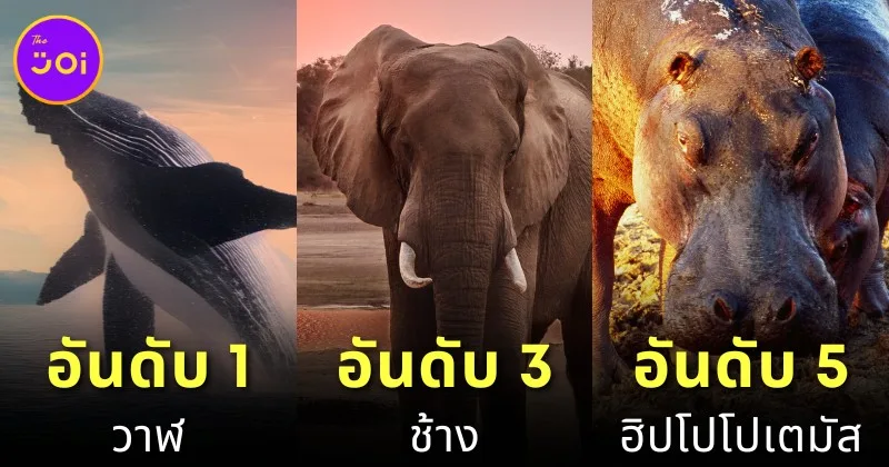 เผย 10 อันดับสัตว์ที่หนักมากที่สุดในโลกประจำปี 2024 โดย &Quot;A-Z Animals&Quot;