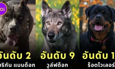 20 Dog Breeds Highest Psi 2024