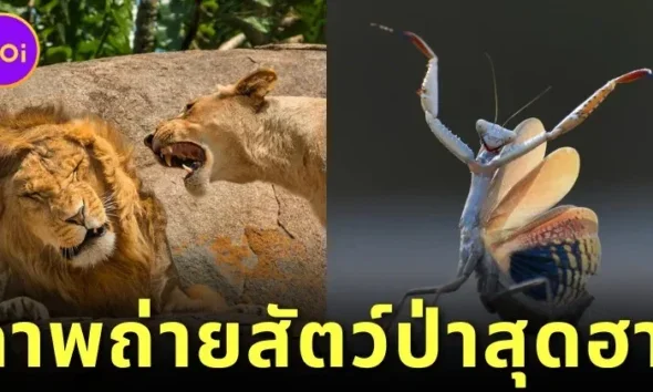 พาส่อง 24 ภาพถ่ายสัตว์ป่าสุดฮา จาก &Quot;Comedy Wildlife Photography Awards&Quot; ประจำปี 2024