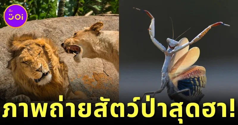 พาส่อง 24 ภาพถ่ายสัตว์ป่าสุดฮา จาก &Quot;Comedy Wildlife Photography Awards&Quot; ประจำปี 2024