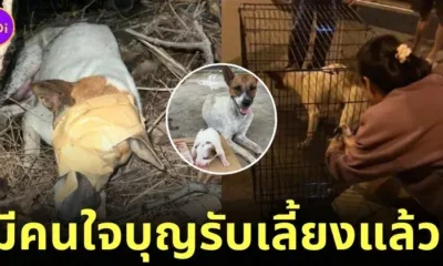 มีบ้านแล้ว! หนุ่มสระบุรีใจบุญรับเลี้ยงแม่หมาถูกเทปกาวปิดตา เพราะกลัวจำทางกลับบ้านได้ และลูกน้อยอีก 9 ตัว