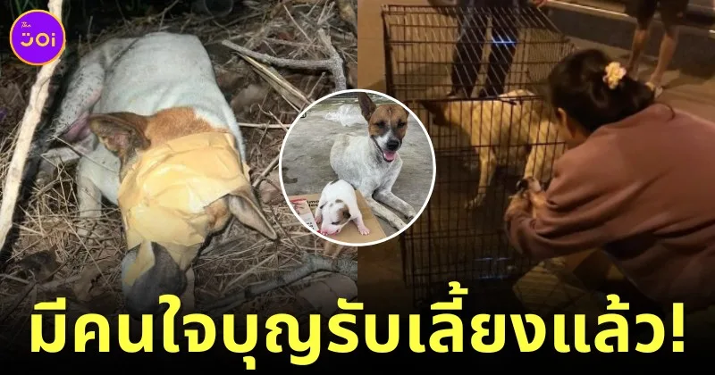 มีบ้านแล้ว! หนุ่มสระบุรีใจบุญรับเลี้ยงแม่หมาถูกเทปกาวปิดตา เพราะกลัวจำทางกลับบ้านได้ และลูกน้อยอีก 9 ตัว