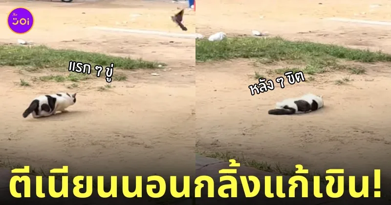 แมวจะตะครุบนกพิราบ