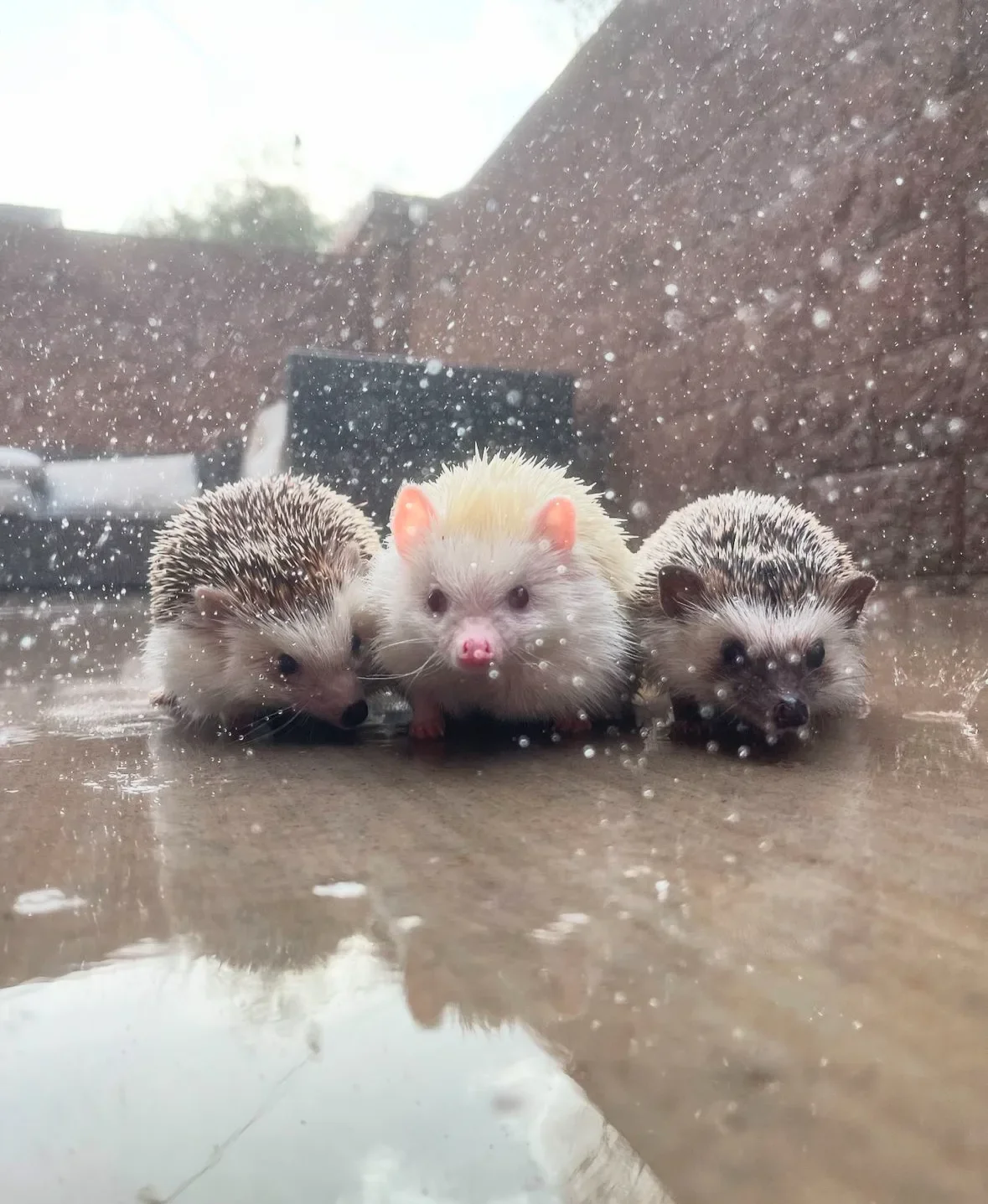 ภาพถ่ายเม่นแคระ น่ารัก Lycheeguavahedgehogs