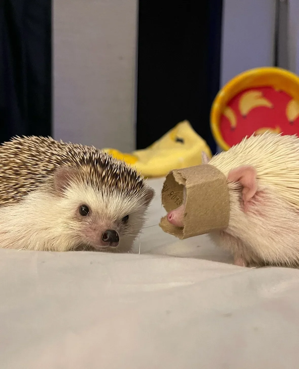 ภาพถ่ายเม่นแคระ น่ารัก Lycheeguavahedgehogs