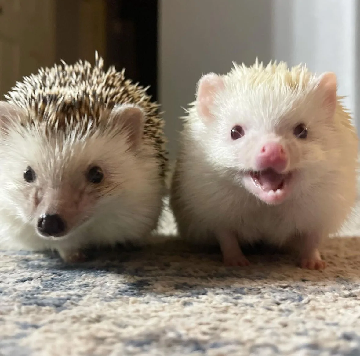 ภาพถ่ายเม่นแคระ น่ารัก Lycheeguavahedgehogs