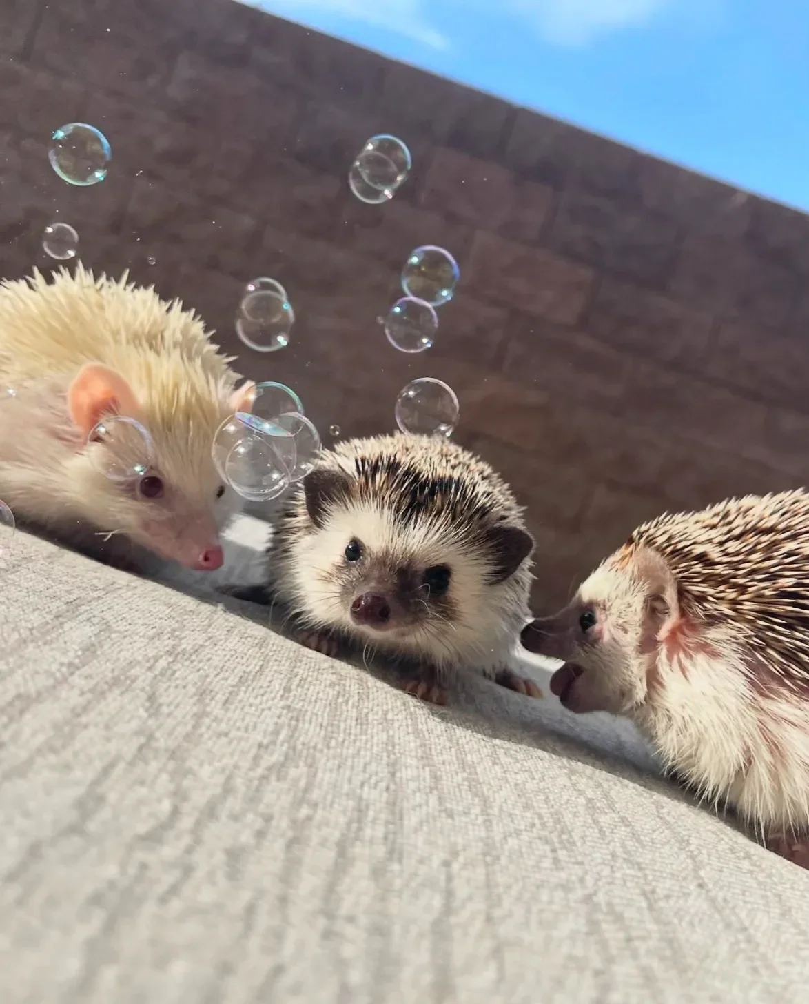 ภาพถ่ายเม่นแคระ น่ารัก Lycheeguavahedgehogs