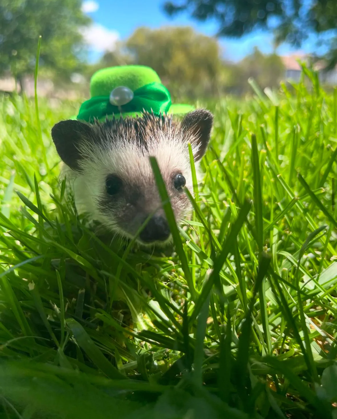 ภาพถ่ายเม่นแคระ น่ารัก Lycheeguavahedgehogs