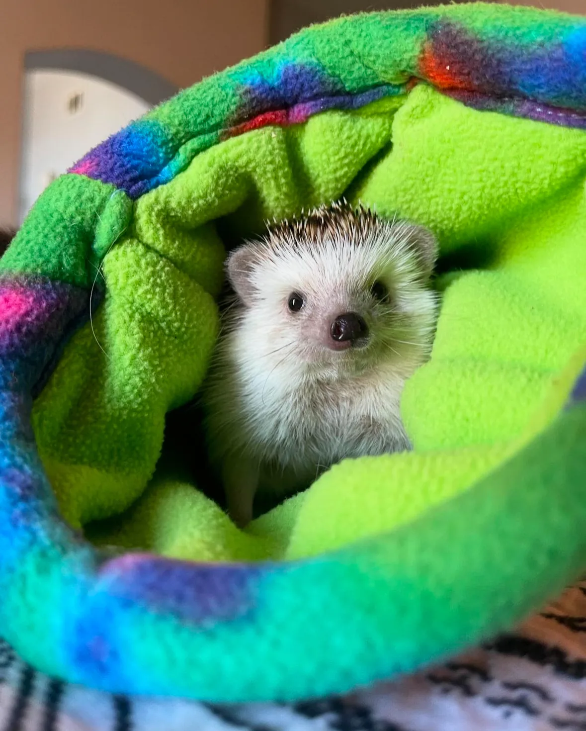 ภาพถ่ายเม่นแคระ น่ารัก Lycheeguavahedgehogs