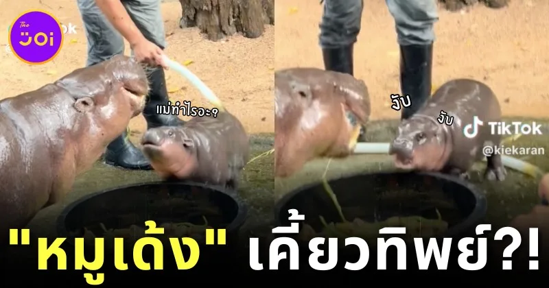 พี่เลี้ยงเผยพฤติกรรม &Quot;หมูเด้ง&Quot; เห็นกินแซ่บ แท้จริงแล้วน้องกำลังเคี้ยวทิพย์!