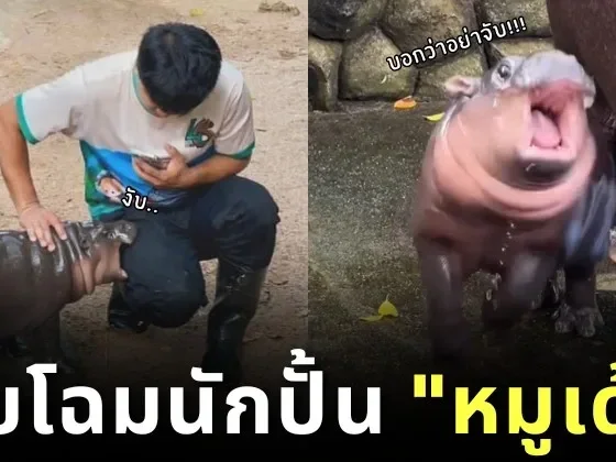 เปิดหน้าพี่เลี้ยง &Quot;หมูเด้ง&Quot; ตัวตึงแห่งสวนสัตว์เปิดเขาเขียว พร้อมความฝันที่ยิ่งใหญ่ที่ตอนนี้ไปไกลกว่าที่หวังแล้ว!