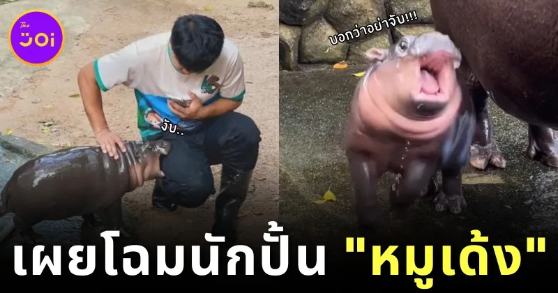 เปิดหน้าพี่เลี้ยง &Quot;หมูเด้ง&Quot; ตัวตึงแห่งสวนสัตว์เปิดเขาเขียว พร้อมความฝันที่ยิ่งใหญ่ที่ตอนนี้ไปไกลกว่าที่หวังแล้ว!