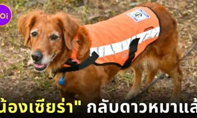 &Quot;น้องเซียร่า (Sierra)&Quot; ขวัญใจชาวโซเชียลแห่งหน่วย &Quot;K9 : Usar Thailand&Quot; กลับดาวหมาแล้ว หลังรับใช้ชาติไทยมานานหลายปี