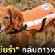 &Quot;น้องเซียร่า (Sierra)&Quot; ขวัญใจชาวโซเชียลแห่งหน่วย &Quot;K9 : Usar Thailand&Quot; กลับดาวหมาแล้ว หลังรับใช้ชาติไทยมานานหลายปี