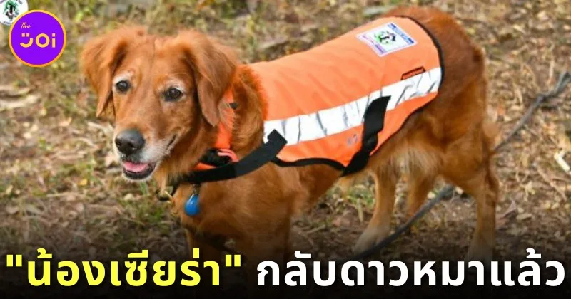 &Quot;น้องเซียร่า (Sierra)&Quot; ขวัญใจชาวโซเชียลแห่งหน่วย &Quot;K9 : Usar Thailand&Quot; กลับดาวหมาแล้ว หลังรับใช้ชาติไทยมานานหลายปี