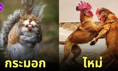 ภาพตัดต่อ Animal Hybrids สัตว์โลกผสมข้ามสายพันธุ์ Photoshop