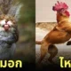 ภาพตัดต่อ Animal Hybrids สัตว์โลกผสมข้ามสายพันธุ์ Photoshop