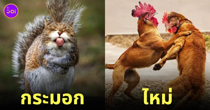 ภาพตัดต่อ Animal Hybrids สัตว์โลกผสมข้ามสายพันธุ์ Photoshop