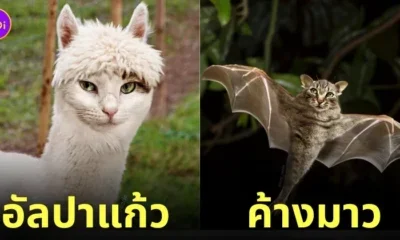 ภาพสัตว์โลกน่ารักกลายเป็นน้องแมว