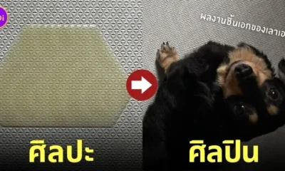 หมาดัชชุนฉี่ พรม อาร์ต รูปทรงหกเหลี่ยม Tiktok