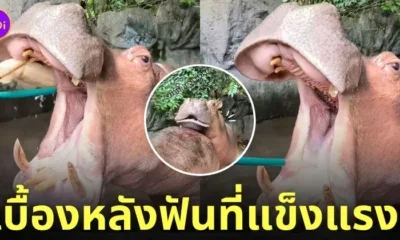 คลิปแปรงฟันฮิปโป Tiktok