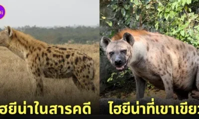 ไฮยีน่า พุงเต่ง สวนสัตว์เปิดเขาเขียว