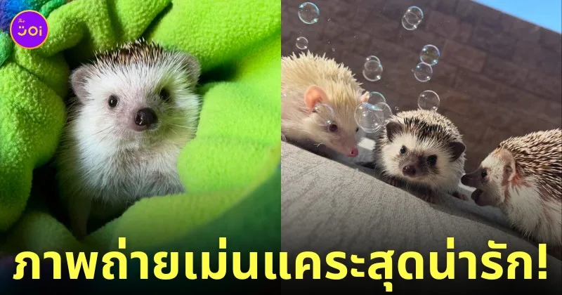 ภาพถ่ายเม่นแคระ น่ารัก Lycheeguavahedgehogs