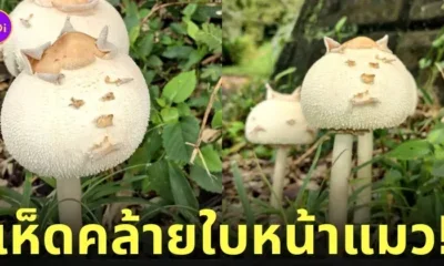 เห็ดคล้ายใบหน้าแมว ญี่ปุ่น