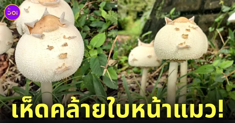 เห็ดคล้ายใบหน้าแมว ญี่ปุ่น