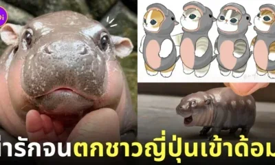 หมูเด้ง ลูกฮิปโปแคระ สวนสัตว์เปิดเขาเขียว ดังในญี่ปุ่น