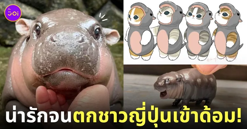 หมูเด้ง ลูกฮิปโปแคระ สวนสัตว์เปิดเขาเขียว ดังในญี่ปุ่น