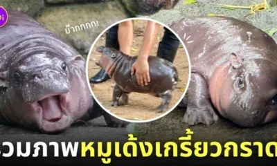 หมูเด้ง ลูกฮิปโปแคระ สวนสัตว์เปิดเขาเขียว