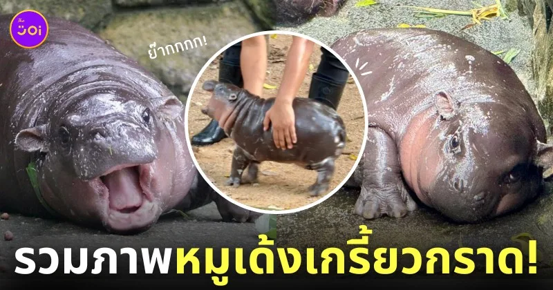 หมูเด้ง ลูกฮิปโปแคระ สวนสัตว์เปิดเขาเขียว