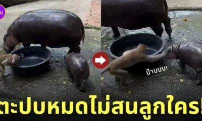 คลิปลิงตะปบแก้มหมูเด้ง ลูกฮิปโปแคระ สวนสัตว์เปิดเขาเขียว