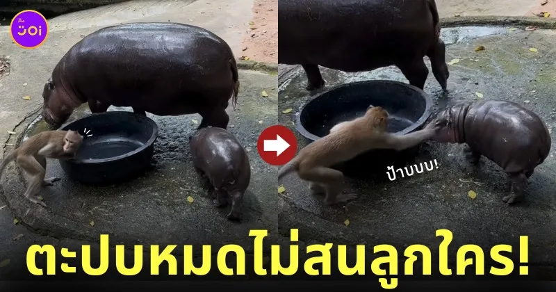 คลิปลิงตะปบแก้มหมูเด้ง ลูกฮิปโปแคระ สวนสัตว์เปิดเขาเขียว