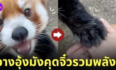 คลิปแพนด้าแดงชาเลนจ์วางมือรวมพลัง