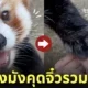 คลิปแพนด้าแดงชาเลนจ์วางมือรวมพลัง