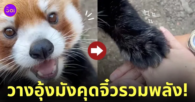 คลิปแพนด้าแดงชาเลนจ์วางมือรวมพลัง