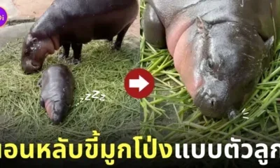 คลิปหมูเด้งนอนหลับขี้มูกโป่ง