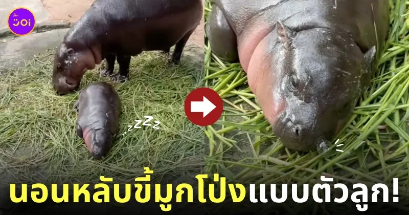 คลิปหมูเด้งนอนหลับขี้มูกโป่ง